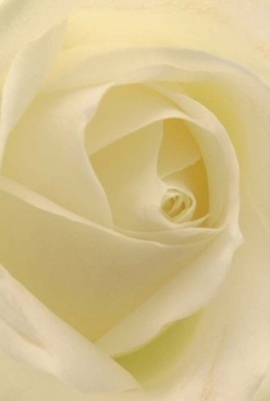 Set against Marks Gate's familiar gentle light, this close-up reveals the quiet beauty within a single ivory rose, its swirling petals radiating harmony. Each layer is velvety and almost translucent, exuding an inviting softness that draws you closer. Hints of pale lemon and cream blend seamlessly, their interplay highlighted by soft, diffused light akin to early sunlight beyond Rose Lane. The composition feels thoughtful and reflective-ideal for commemorating an anniversary or extending heartfelt comfort. Local Marks Gate florists often choose roses like these for their ability to communicate depth of feeling in the most refined way. The bloom's natural form, captured in exquisite detail, suggests timeless artistry, and the faintest floral scent, barely there yet unmistakable, offers a calming backdrop for special occasions. With every petal gracefully arranged and every hue thoughtfully balanced, this rose brings together elegance, serenity, and the bespoke care that define floral craftsmanship throughout the Marks Gate area.